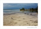 Alligator... cove