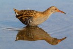 Porciglione eurasiatico (Rallus aquaticus)
