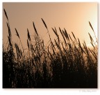Canneto