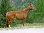 cavallo perplesso !!!!!!!
