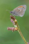 Coenonympha pamphilus