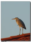 Cenerino al tramonto 2