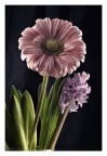 Gerbera