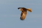 Falco di palude