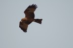 Rapace