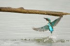 Martino in emersione