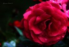 Scatto di una rosa dopo un violento temporale
