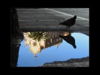 Il piccione sacrestano