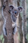 Koala in the wild