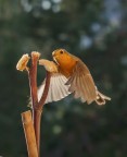 Pettirosso in volo...