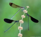 Scattata lungo il fiume Troina dove incontrastata  la specie pi diffusa.