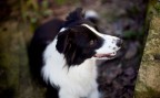 tipo questa foto...mi piace ma percepisco che qualcosa non va! Premesso che il mio cane  davvero poco collaborativo e che, se nn fosse stato per il muretto avrei preso qualche centimetro pi a destra, mi dite come poteva migliorare?
Grazie :)