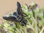 mosca rugiadosa