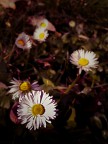 early spring