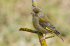 Verdone (Chloris chloris)