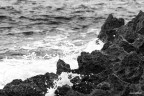 Scattata a  Marina Serra - (LE)

Exposure	0.001 sec (1/800)
Aperture	f/8.0
Focal Length	271 mm
ISO Speed	100

Mi piace molto questa foto. Sar perch ci carico un valore sentimentale particolare, riesce a rendere il mare d'inverno delle mie terre in modo netto: con lo jing e lo jang della schiuma e del mare che si intrecciano e lottano incessantemente in una ventosa giornata invernale. 

Na sar fotograficamente valida? Consigli e suggerimenti ben accetti :)
