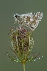 Pyrgus