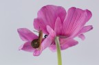 fiore e @
