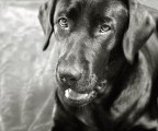 Allegra