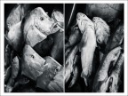 pesce
