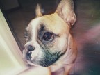 Tequila ( il nome del cane xD)