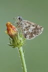Pyrgus