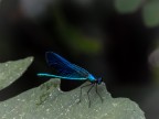 1/100,
 F3.3, 
ISO400, 
700mm