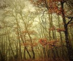 Il bosco incantato
