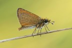 Tymelicus silvestris