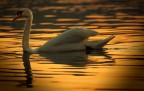 Cigno
