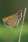 Thymelicus
