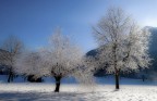 alberi gioiello