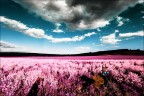 INFRARED FILM