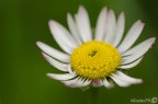 Nikon D7000 - Tamron Sp 90mm f2,8 Di Macro 1:1
1/400 sec. - f/10 - iso 640.
Mano libera Suggerimenti e critiche ben accetti.