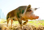 Peccato...