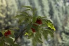 Verde / Rosso