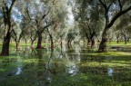 campagna salentina !