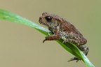 Bufo bufo
