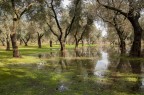 riflessi salentini !