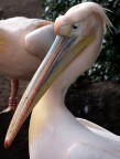 Allo zoo di Amsterdam con Fujifilm XT1 e 60 mm