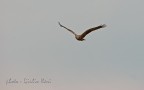 falco di palude