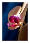 Orchids