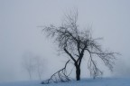 inflessibile