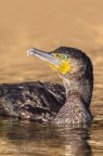 Phalacrocorax carbo (Cormorano)
C & c sono graditi
Tempo di scatto: 1/640s
Diaframma: F/7.1
Lunghezza Focale: 600 mm
Valore ISO: 320
Valore EV: - 1.33
Macchina fotografica: Canon EOS-1D Mark IV