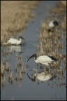 Ibis Life
