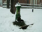 vedovella