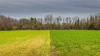 Campo bicolor