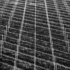 Vigneti in Lessinia