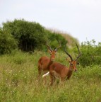 Commenti e critiche sempre ben accetti.
Si tratta di una specie di antilope di cui non ricordo il nome