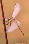 La mia ballerina...